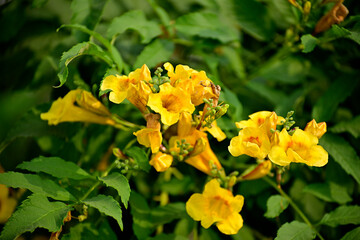 Close up of yellow flower in green plant