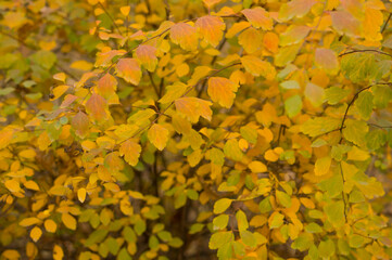 Creative autumn background of bush leaves in the park. Seasonal concept. Yellow, green, orange leaves of the bush in autumn.