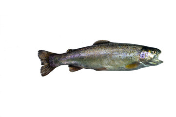 Freshwater predatory fish on a white background. Fresh rainbow trout on a white background for your project.