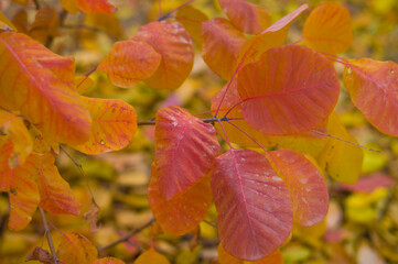 Creative autumn background of tree leaves in the park. Seasonal concept. Red, yellow, green, orange leaves of a tree in autumn.