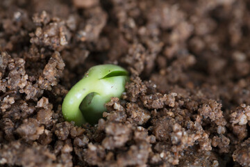 Close-up of young shoots emerging from the soil