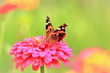 蜜を吸う蝶々と百日草