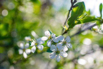 Branch of a tree with white flower