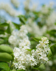 Branch of blossoming purple lilac on a sunny day