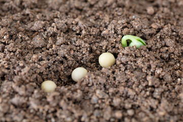 The sprouts outcropping in the soil and the seeded beans