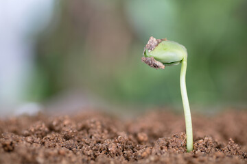 Young shoots growing in the soil in spring