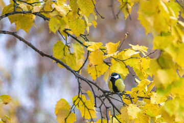 Tit sitting on a tree branch.