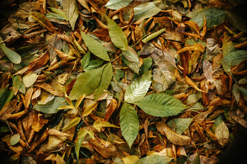 texture from wet leaves top view