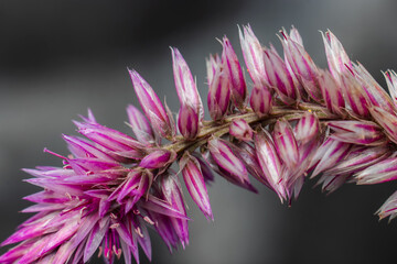 close up of a flower