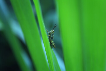 grasshoppers Acrididae are perched on the leaves