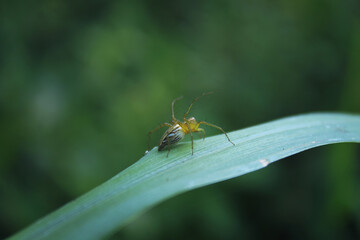 grasshoppers Acrididae are perched on the leaves