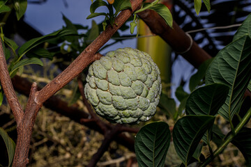 close-up of sugar apple in the plantation