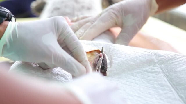 A veterinarian performs a castration procedure to a dog.