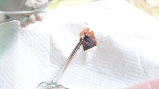 A dog in a castration procedure.