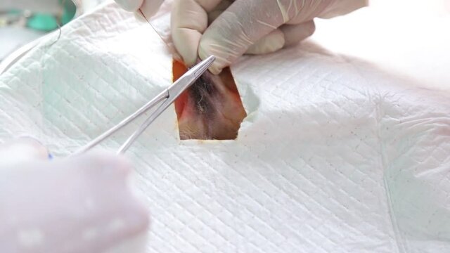 A veterinarian performs a castration procedure to a dog.
