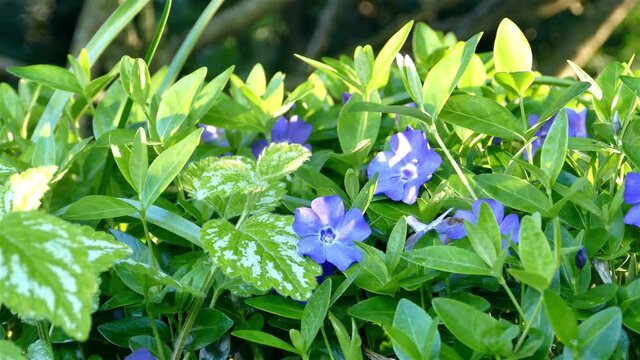 Spring flower in spring with sliding motion
