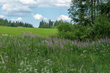 beautiful landscape with beautiful, green,multi-colored plants, grass,flowers in the field,meadow in the forest against a beautiful blue sky in summer