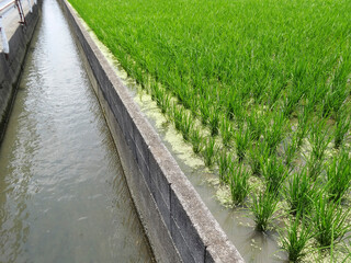 水田と農業用水路