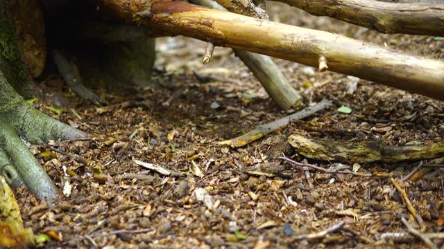 Rotten dry deadwood firewood on the ground in the untrodden forest, dead tree branches, pitch down
