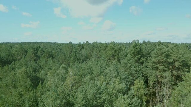 Rise-up aerial view of beautiful forest of Kowalskie Blota village and Okierskie lake, in north-central Poland, 