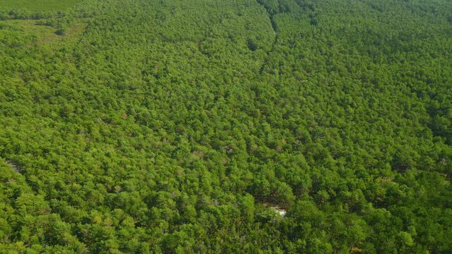 Beautiful dense green forest in Osetnik (formerly Stilo) on the Polish coast of the Baltic Sea, close to the village of Sasino, aerial