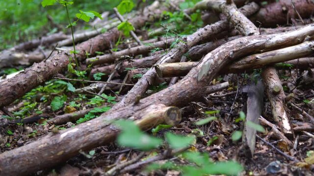Rotten dry deadwood on the ground in the untrodden forest, dead tree branches, low angle slide back 