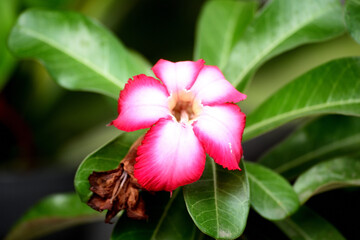 Adenium obesum is a species of flowering plant in the dogbane family, Apocynaceae