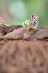 The buds that grow out of dead leaves in the coming spring