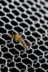 close-up of mosquitoes on the net