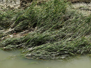 大雨の増水で汚れた川