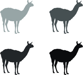 illustration of a llama