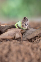 The buds that grow out of dead leaves in the coming spring