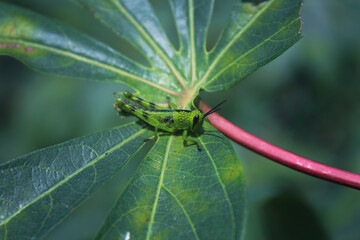 grasshoppers Acrididae are perched on the leaves