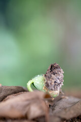 The buds that grow out of dead leaves in the coming spring