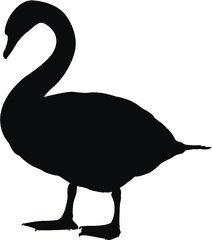 silhouette of a swan