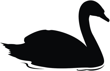 black swan isolated on white