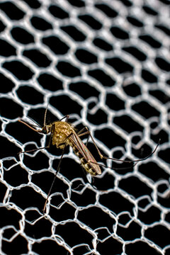close-up of mosquitoes on the net