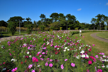 コスモス花壇がある公園の風景