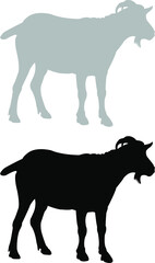 goat vector illustration