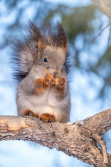 The squirrel sits on a fir branches in the winter or autumn