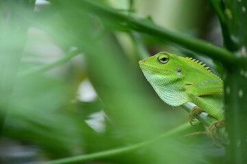 The mane chameleon (Bronchocela jubata) is a species of tree lizard