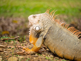 Green Iguana (Iguana Iguana) Large Herbivorous Lizard Staring on the Brown Grass full of Dry Leaves in Medellin, Antioquia / Colombia