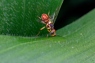 close-up of leaf fly, a leaf-eating pest