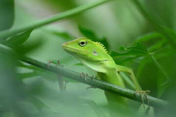 Fototapeta premium The mane chameleon (Bronchocela jubata) is a species of tree lizard