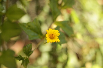 flor amarilla pequeña y hermosa  