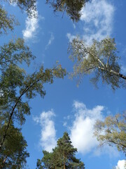trees in the sky
