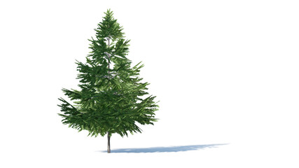 Fototapeta premium Hi-Resolution Beautiful 3D christmas Trees Isolated on white background , Use for visualization in architectural design