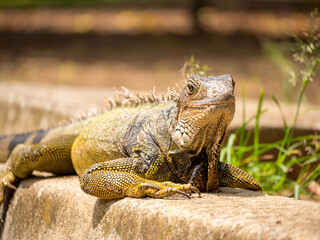 Iguana Staring in the Garden in a Sunny Day
