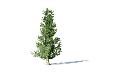 Hi-Resolution Beautiful 3D christmas Trees Isolated on white background , Use for visualization in architectural design