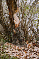 Close-up of a tree with beaver teeth imprints. A beaver gnawed a tree near the river.
